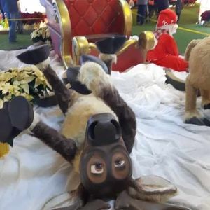 Meet your Posher, Rose